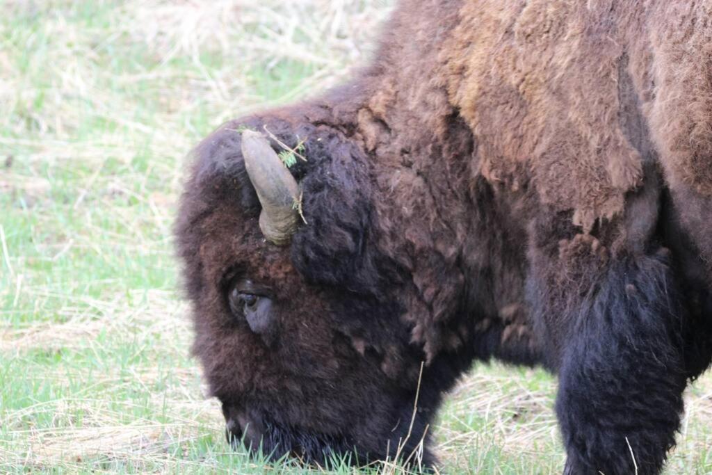 Bison Lodge - Lg Home - 2 Bedrooms - Less Than 5 Miles To Yellowstone North Entrance, Sleeps Up To 8 การ์ดีเนอร์ ภายนอก รูปภาพ