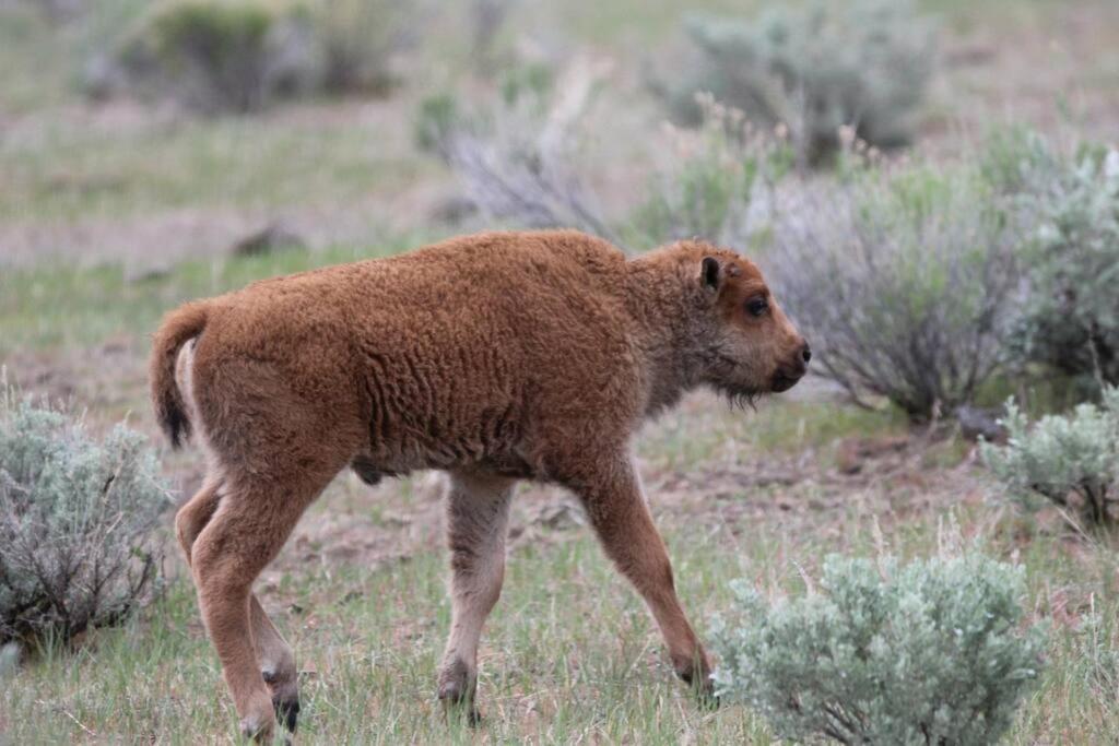 Bison Lodge - Lg Home - 2 Bedrooms - Less Than 5 Miles To Yellowstone North Entrance, Sleeps Up To 8 การ์ดีเนอร์ ภายนอก รูปภาพ