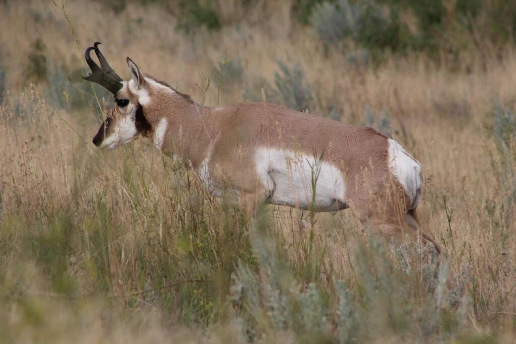 Bison Lodge - Lg Home - 2 Bedrooms - Less Than 5 Miles To Yellowstone North Entrance, Sleeps Up To 8 การ์ดีเนอร์ ภายนอก รูปภาพ